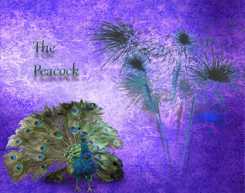 Naam: the peacock.jpg
Bekeken: 615
Grootte: 311,7 KB