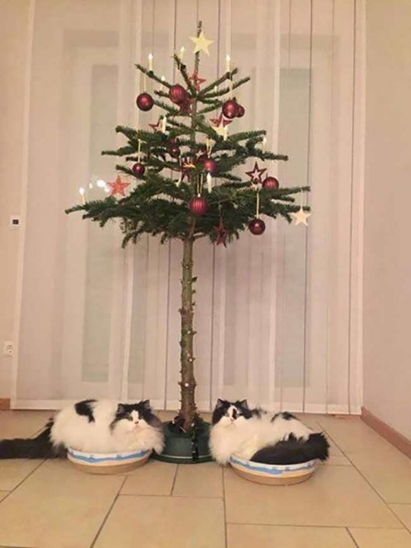 Naam: christmas_tree_cat-11.jpg
Bekeken: 514
Grootte: 104,9 KB