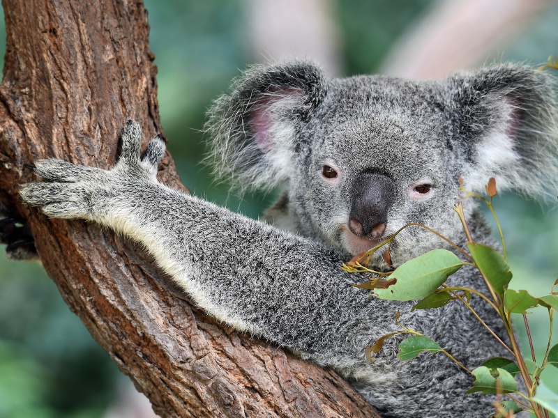 Naam: koala-1.jpg
Bekeken: 852
Grootte: 261,0 KB