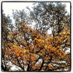Herfst1.jpg