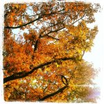 Herfst.jpg