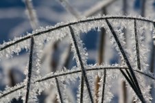 IMG_3534.jpg