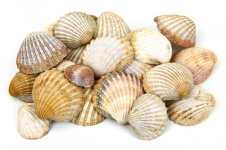 shells.jpg