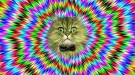 Psychedelic-Purr-Purr.jpg