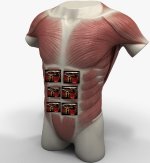 Torso.jpg