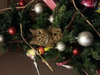 Kerstboom.jpg
