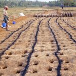 black powder lines.jpg