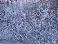 Koude winter 9-130.jpg