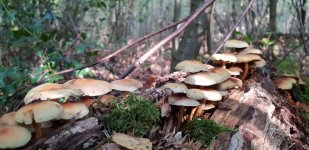 20181006_154257.jpg
