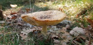 20181006_160549.jpg