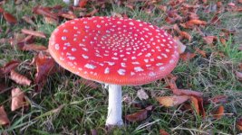 IMG_1020.jpg
