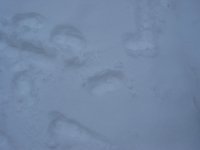 12312.jpg