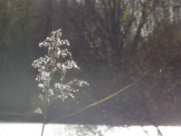 DSC01099.jpg