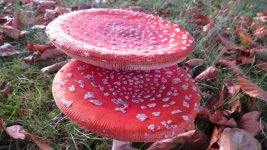 IMG_1022.jpg