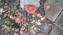 20191014_161746.jpg