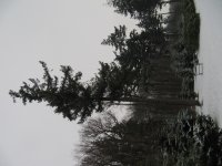 IMG_2685.jpg
