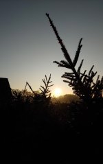 Kerstbomen.jpg