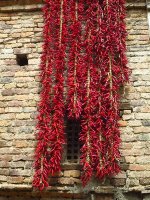 IMG_1872.jpg
