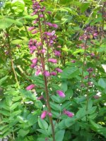 dictamnus_albus_-_vuurwerkplant.jpg
