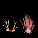 DSC_1320.jpg