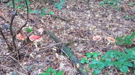 20200929_144659.jpg
