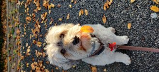 IMG_20201111_092612.jpg