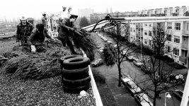 Bomen rausen.jpg