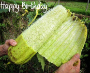 happy birthday.PNG