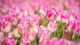Tulpenvelden (3 van 3).jpg