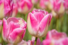 Tulpenvelden (2 van 3).jpg