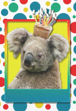 koala.png