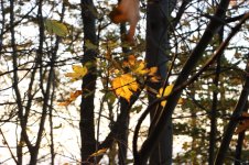 IMG_4126.jpg