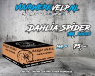 Juli_2022_DahliaSpider.jpg