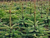 kerstbomen-1537533519_n.jpg