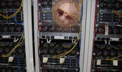 hamster.jpg