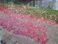 IMG_9146.jpg