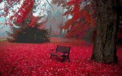 HD-wallpaper-red-autumn-leaves-fall-fall-leaves-autumn-autumn-leaves-fall-trees-autumn-trees-aut.jpg