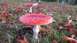IMG_1025.jpg
