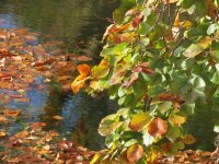 IMG_1155.jpg
