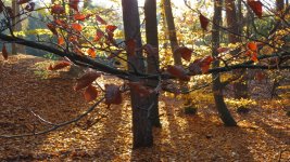 IMG_1215.jpg