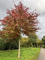 IMG_7886.jpg