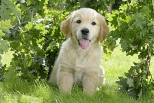golden-retriever-puppy.jpg
