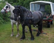 horses-wagon.jpg