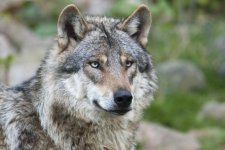 dieren-dierenrijk-wolf-1024x683.jpg