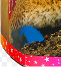 Naamloos.png
