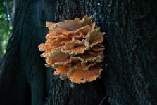 DSC_6402.jpg