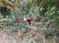 IMG_2520.jpeg
