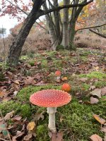 IMG_8923.jpeg