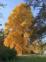 IMG_8950.jpeg