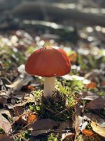 IMG_5045.jpeg